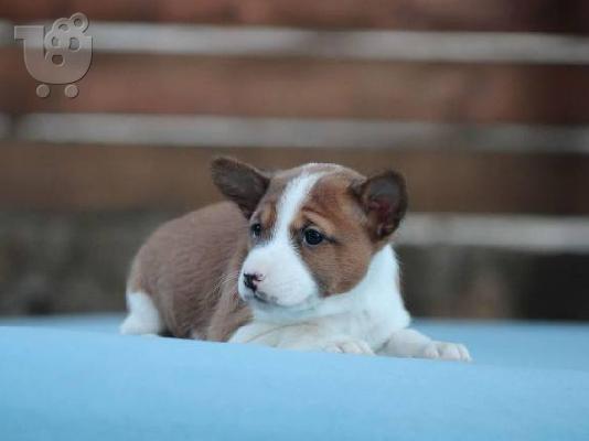 Σκυλιά Basenji